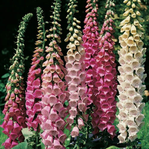 2000 Foxglove Seeds Excelsior Mix - Digitalis purpurea - Shade & Sun - GroCo USA