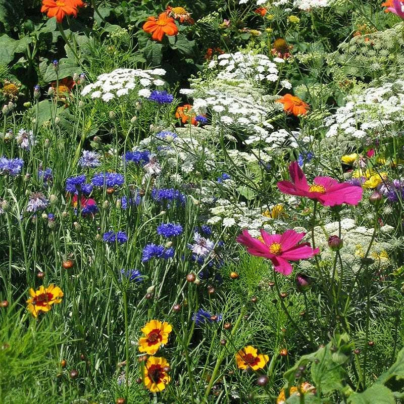 Drought Resistant Wildflower Mix - 1000 Seeds, 25 Non-GMO Dry Area Flowers for Xeriscaping, Pollinator-Friendly, Natural Garden