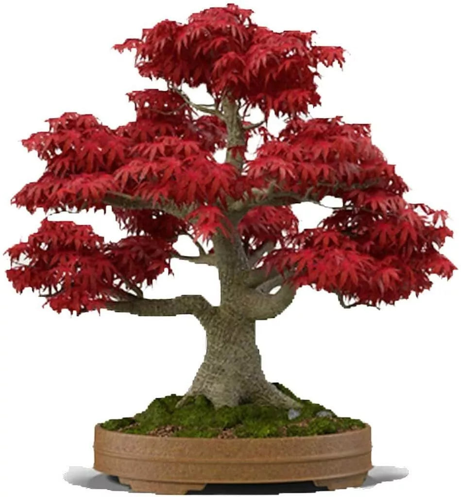 Red Japanese Maple Bonsai Seeds - Acer palmatum 'Atropurpureum' - Ornamental Dwarf Tree for Indoor & Outdoor Gardening