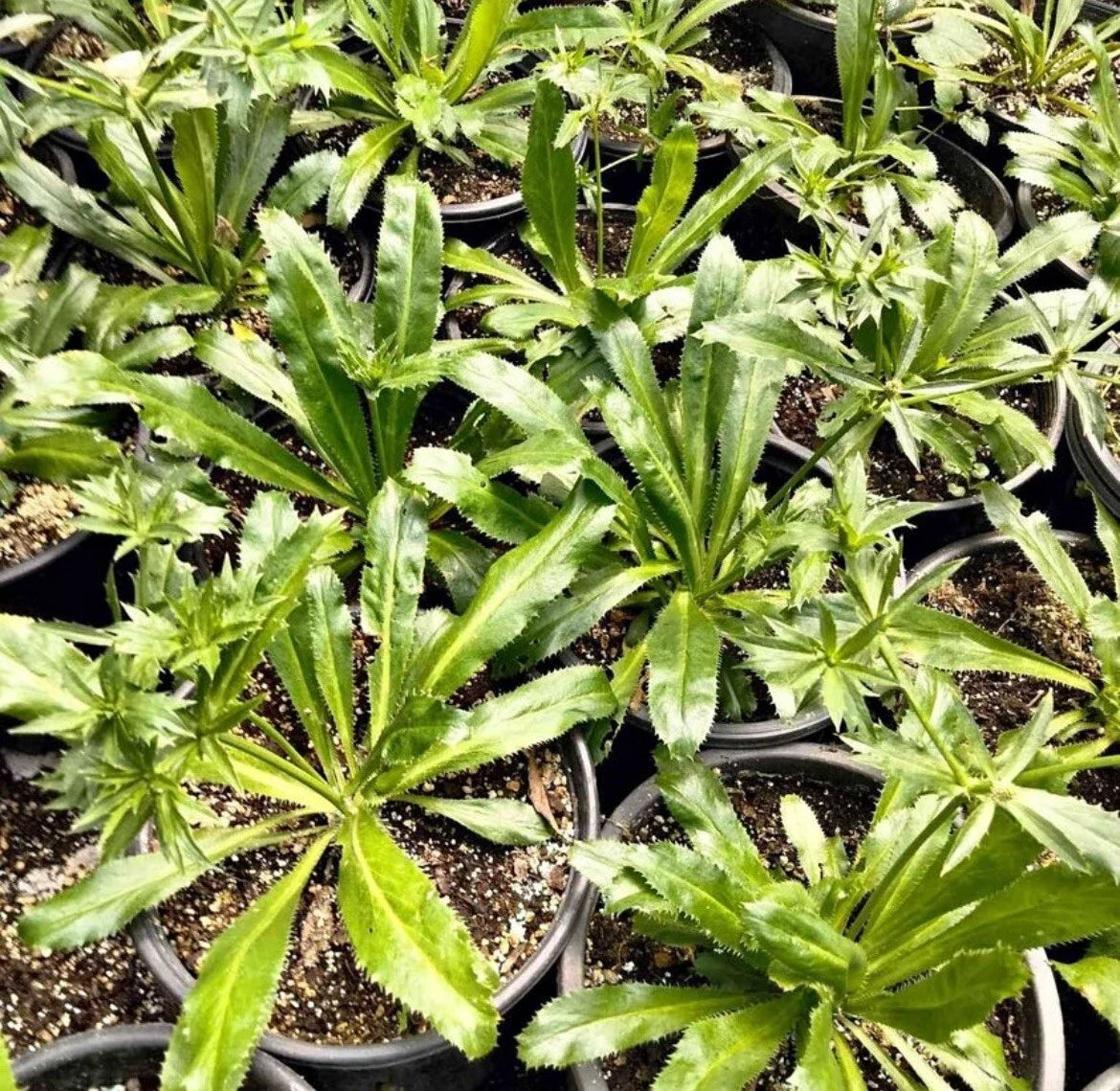 Culantro Seeds - 200+ Pack, Mexican Coriander, Eryngium foetidum, Culinary Herb for Gardening & Cooking