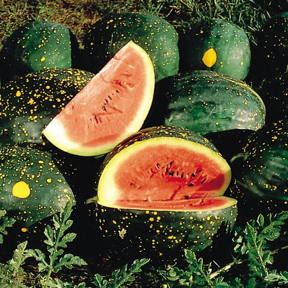 Red Moon and Stars Watermelon Seeds - NON-GMO Heirloom Citrullus lanatus