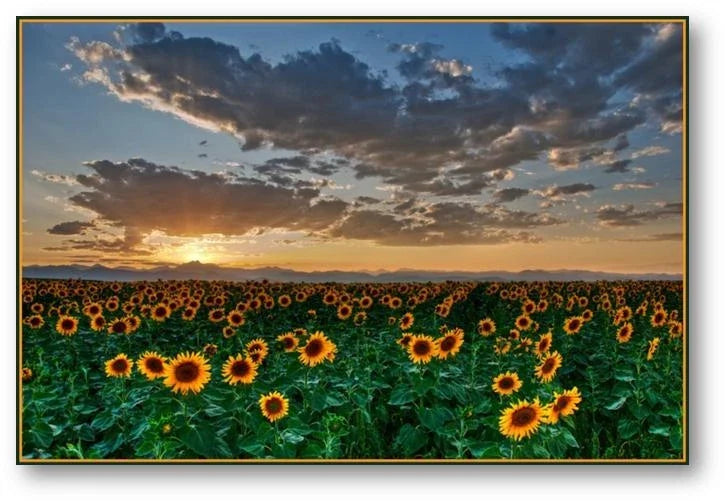 Bulk Dwarf Sunflower Seeds 200 Count | Helianthus annuus | Compact, Vibrant Yellow Blooms for Gardens & Pollinators