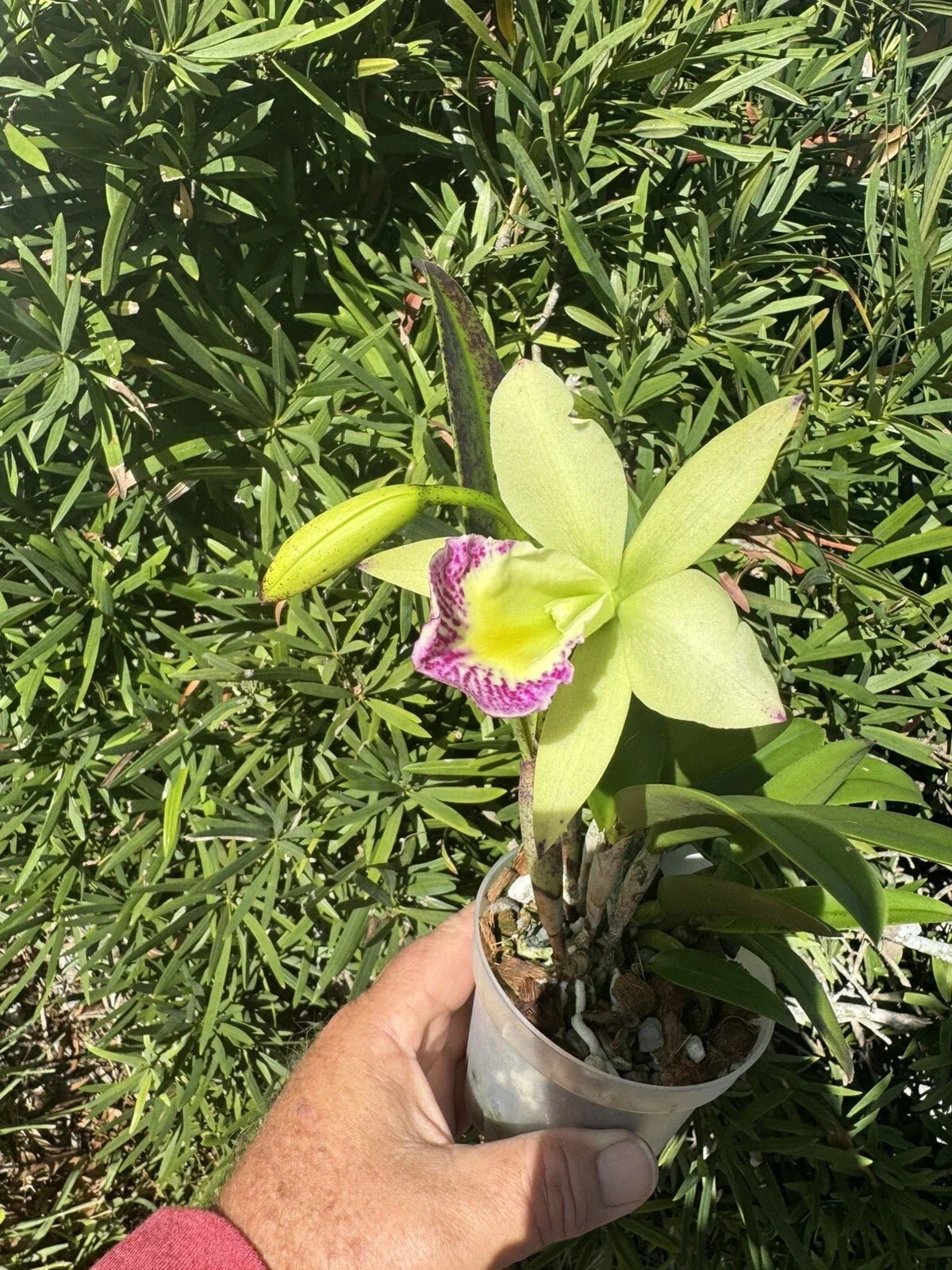 Brassocattleya Hawaii Stars Nodosa Orchid Plant – 4" Blooming Fragrant Orchid with Creamy White & Purple Flowers