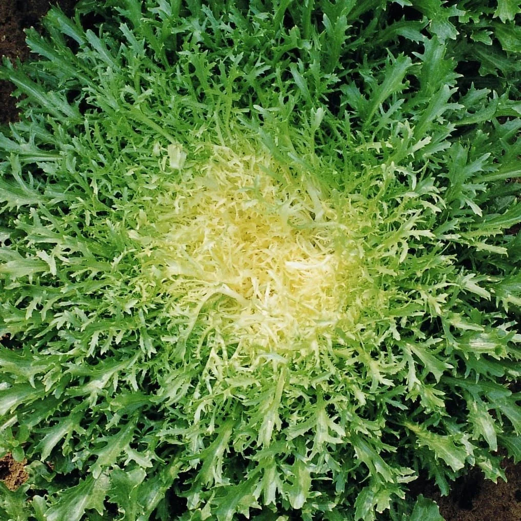 Green Curled Ruffec Endive Seeds – Organic Frisee Lettuce for Salad, Garnish, Cichorium endivia, Leafy Vegetable, 200 Seeds