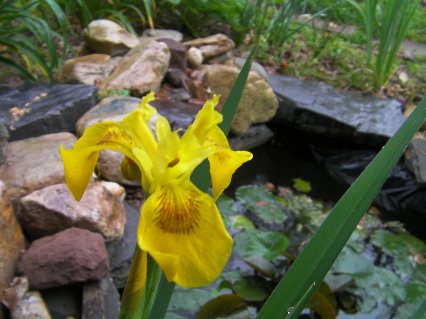 Yellow Flag Water Iris Shoots - 10 Pack - Pseudacorus for Ponds and Wetlands