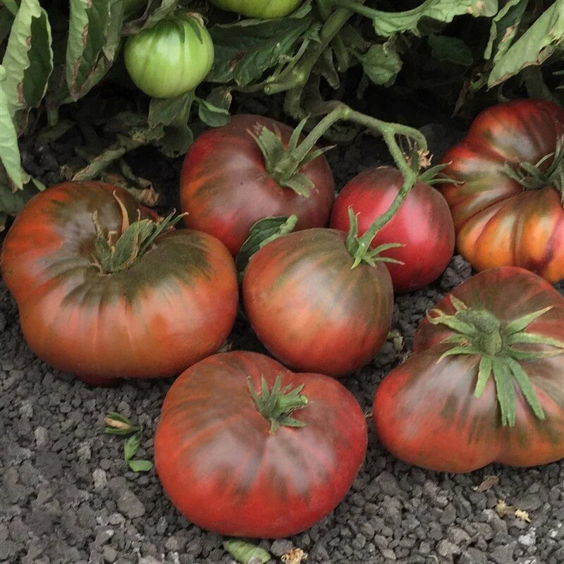 Black Brandywine Tomato Seeds 50 Ct Heirloom Non-GMO Vegetable Seeds USA