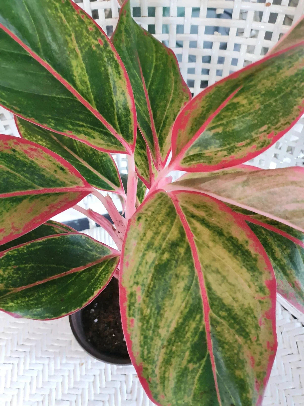 Chinese Evergreen Bare Root Plant - Aglaonema 'Siam Aurora' - Colorful Foliage Indoor Houseplant