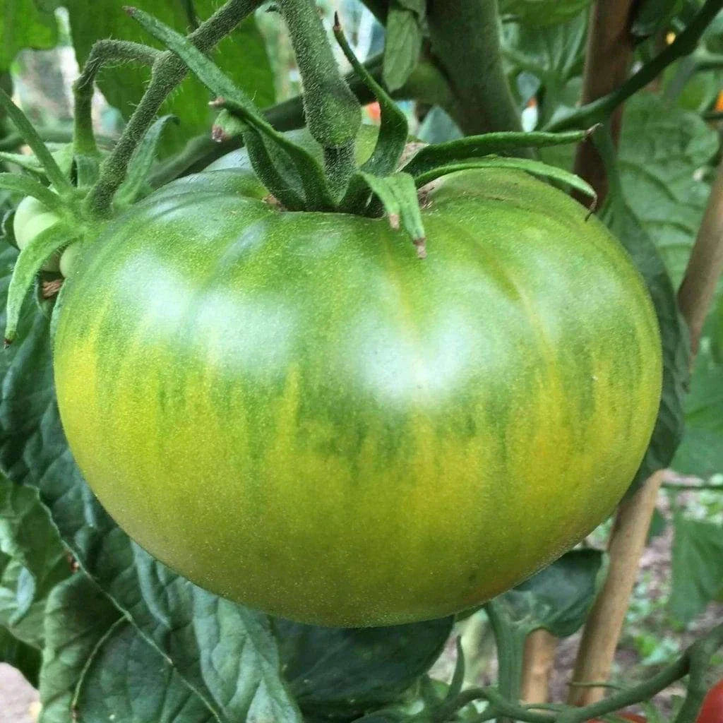 Aunt Ruby's German Green Tomato Seeds - Heirloom NON-GMO Organic 25 Seeds