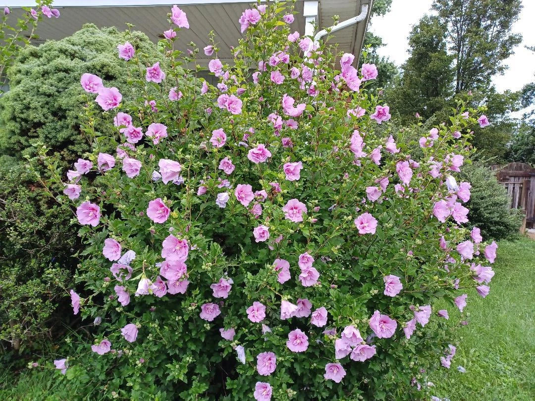 Hibiscus Minerva Rose of Sharon Seeds - 10 to 200 Count - Pink Flowers