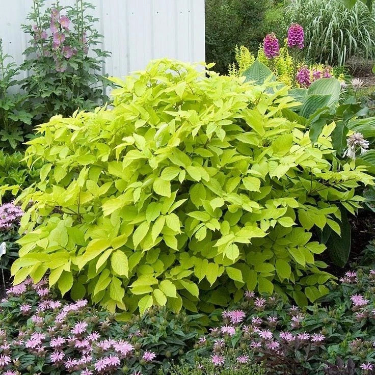 Sun King Japanese Spikenard Plant - Rhizome Variety - Aromatic Perennial - Aralia elata - Live 4-inch Pot