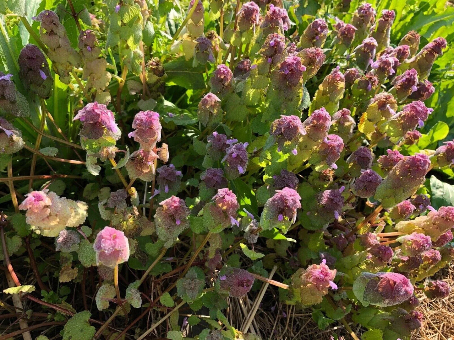 Organic Purple Dead-Nettle Seeds - Lamium purpureum - Medicinal Herb, Pollinator Attracting, Hardy Perennial, 25 Seeds