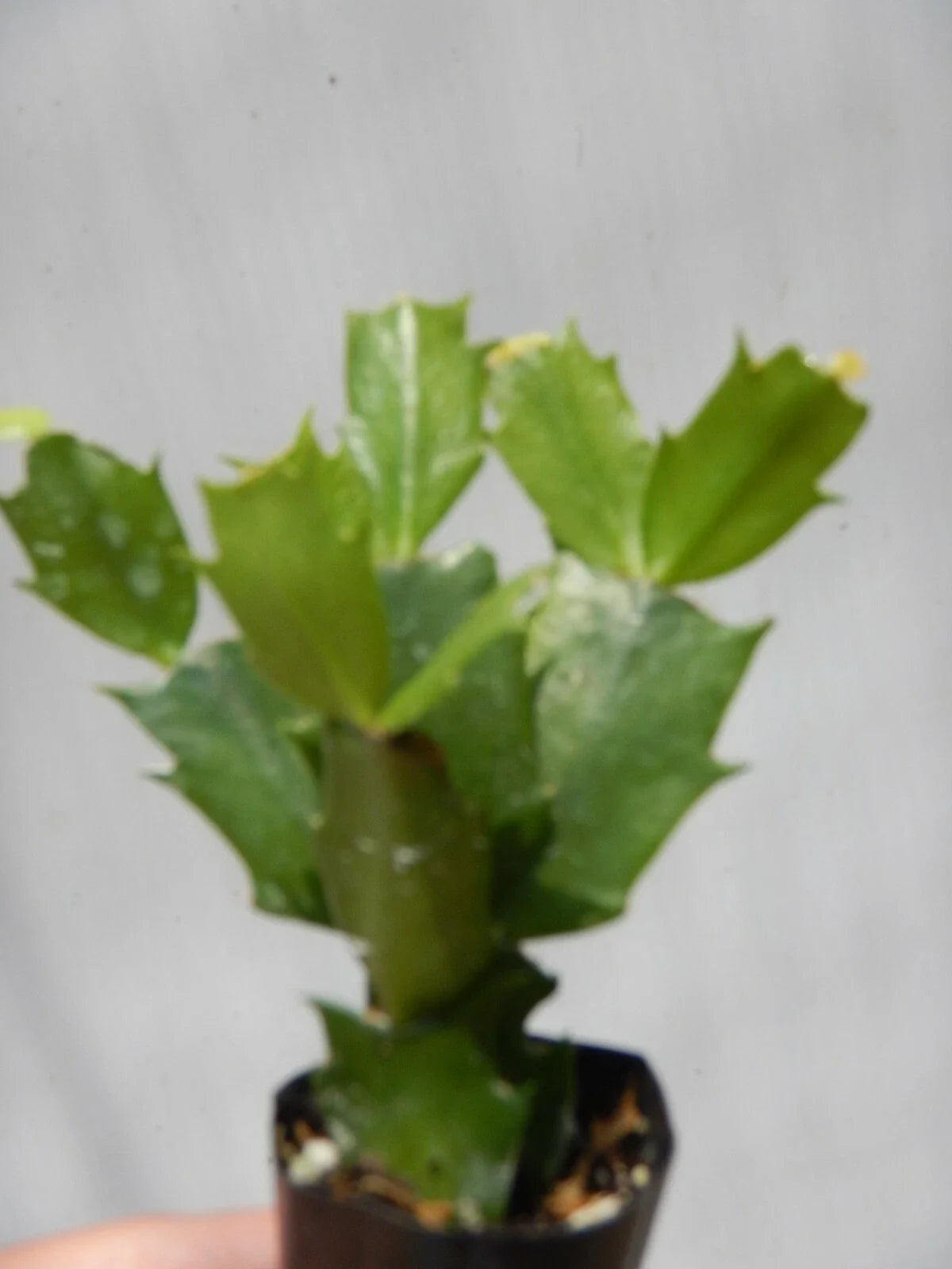 Christmas Cactus Starter Plant - Schlumbergera Truncata - Well-Rooted, Named Variety, Indoor Houseplant