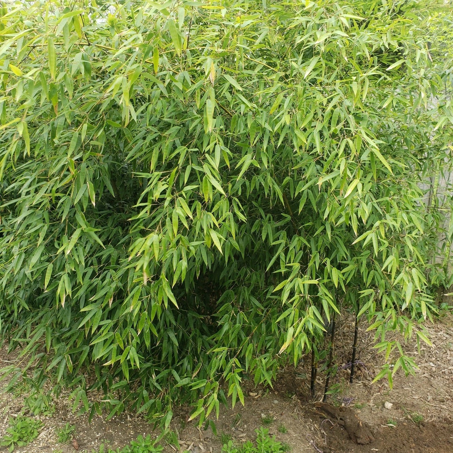 Rare Black Bamboo Cutting Plant – Phyllostachys nigra – Privacy Fence, Clumping, Rooted Cuttings