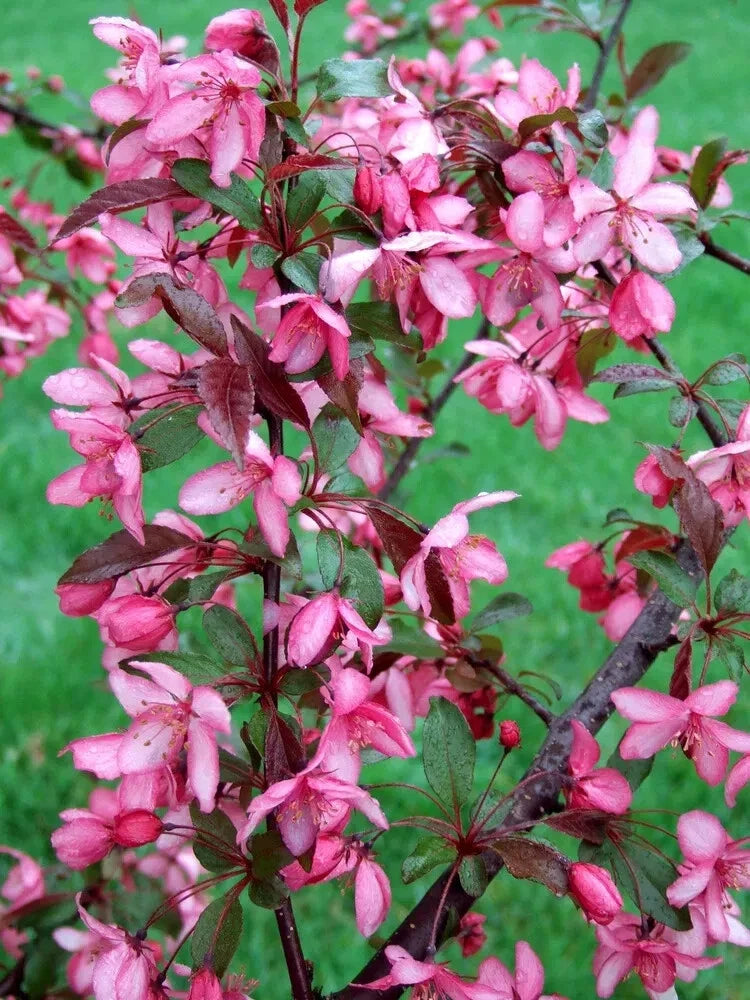 Royal Raindrops Crabapple Seeds - Malus 'Royal Raindrops' Ornamental Tree, 25+ Pack for Garden Planting
