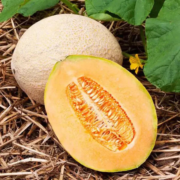 Hales Best Jumbo Cantaloupe Seeds | Heirloom Non-GMO | 1050 Seeds Pack