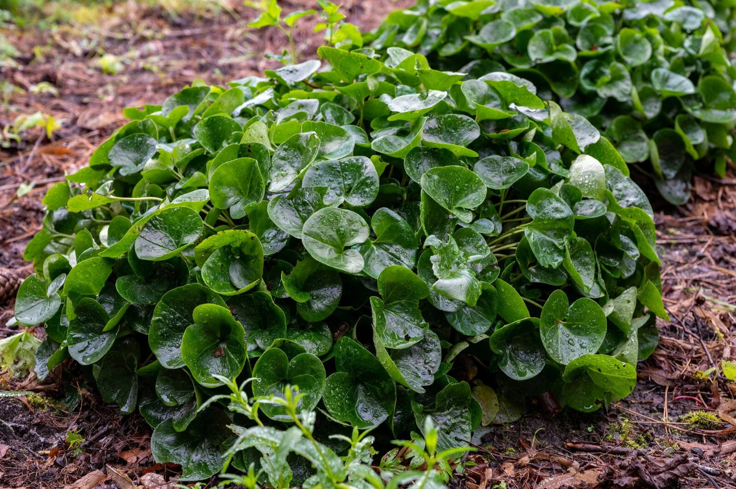 Wild Ginger Seeds - 10 Pack - Ground Cover & Spice - Asarum canadense - Perennial, Shade-Loving, Fragrant Rhizomes
