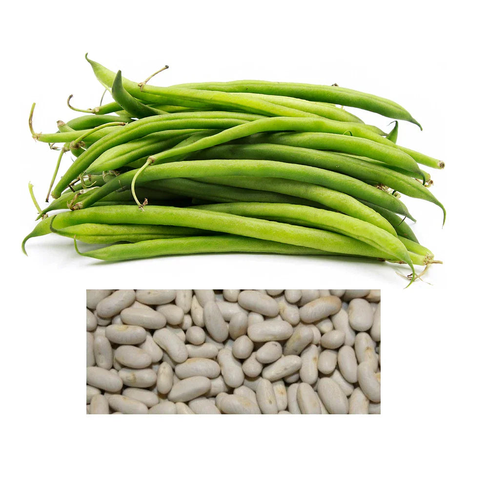 Blue Lake Bush Beans Seeds | Non-GMO Heirloom Bulk Vegetable Seeds