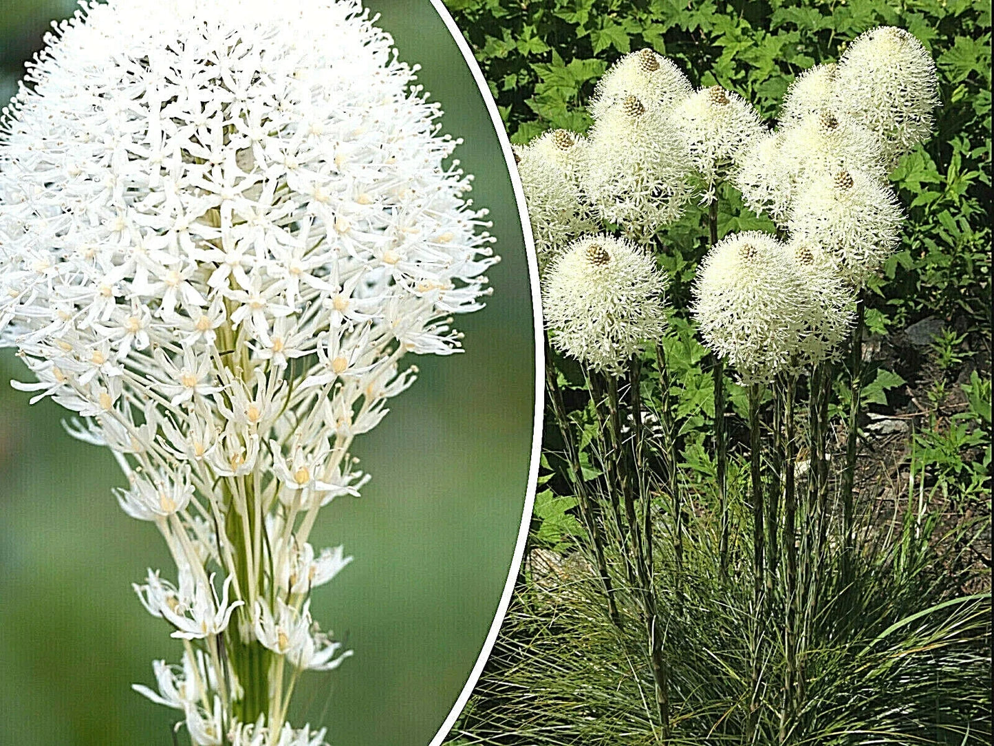 Beargrass Seeds - 100+ Count - White Torch Lily - Xerophyllum tenax - Perennial Wildflower for Gardens and Meadows