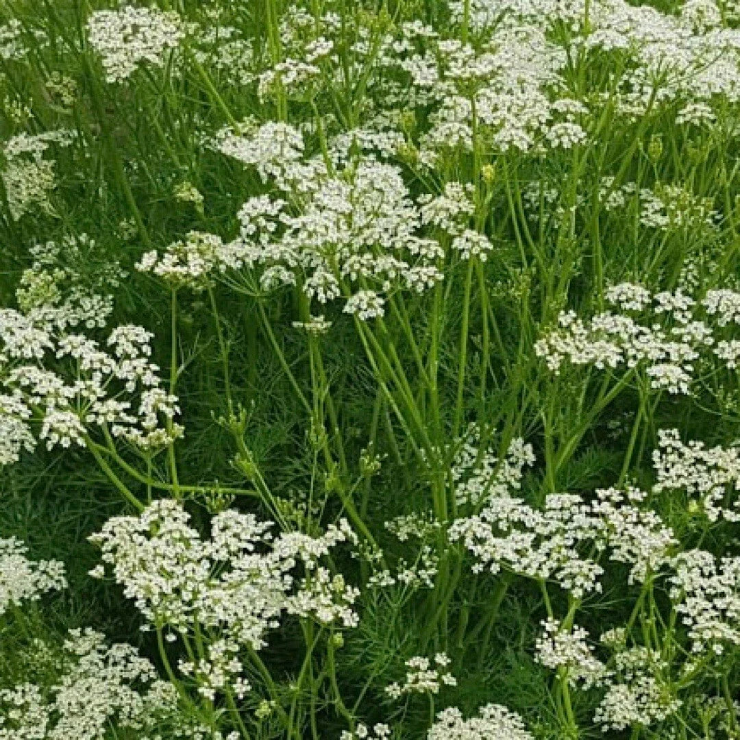 Caraway Seeds Bulk Pack - Culinary Herb Seeds Carum carvi for Cooking & Gardening