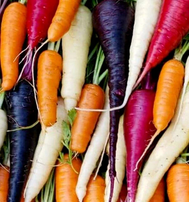 Rainbow Carrot Seeds Mix - 1000+ Non-GMO Organic Daucus carota Varieties for Vegetable Garden, Colorful Root Vegetables