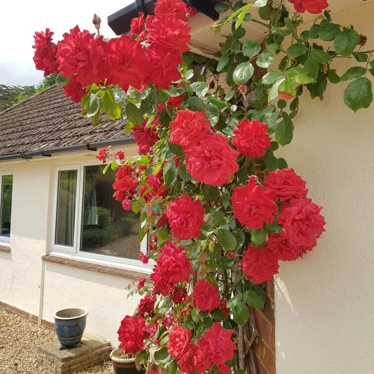 Prince's Trust Rose Cuttings - 4 Live English Legend Climbing Rose Plants