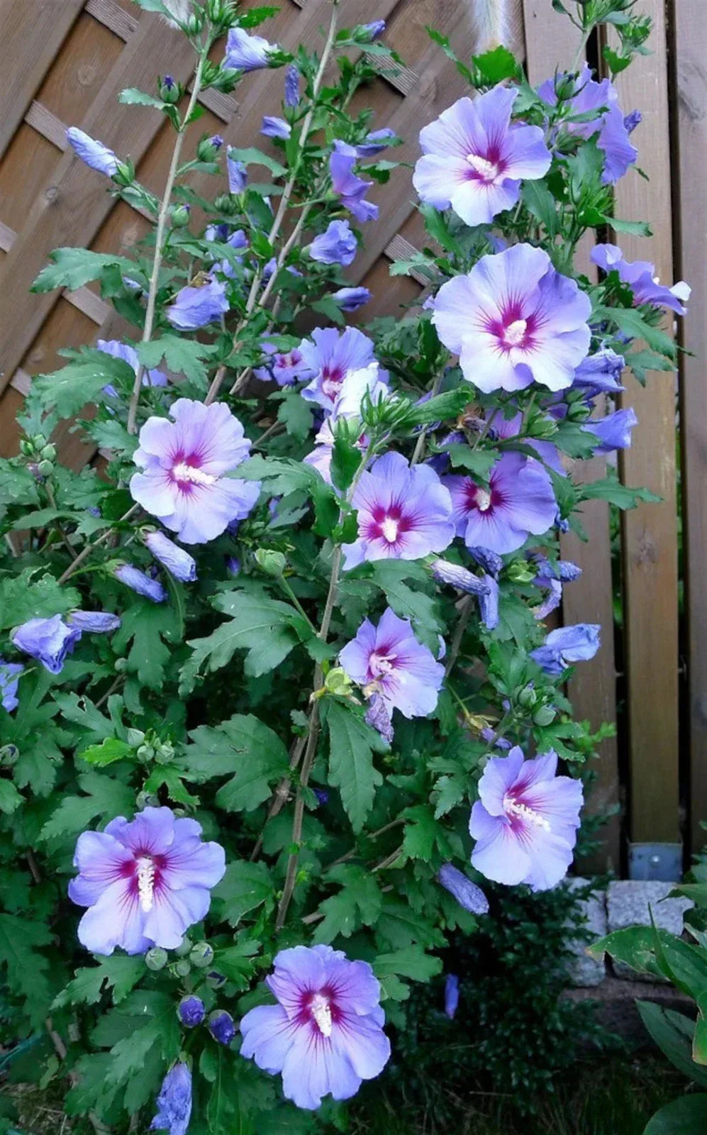 Live Rose of Sharon Blue Bird Plant - Hibiscus syriacus with Blue Violet Flowers