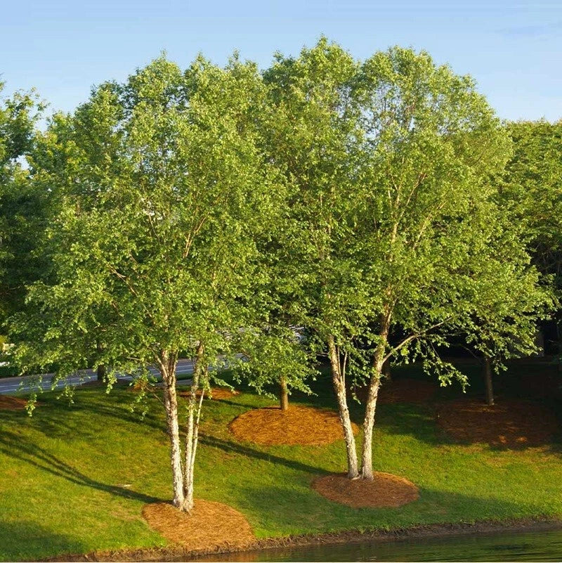 Live River Birch Tree Plant 10-40" Tall Betula Nigra Well Rooted 1-5 Years Old