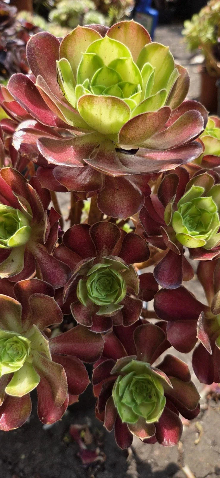 Aeonium Shaohua Cutting | Glorious Youth Succulent | Easy Care Indoor Outdoor Plant