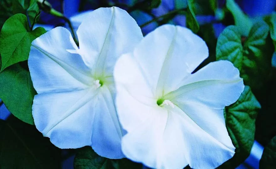 Moonflower Seeds for Planting - Night Blooming, Fragrant, Ipomoea alba, Climbing Vine, 100+ Seeds