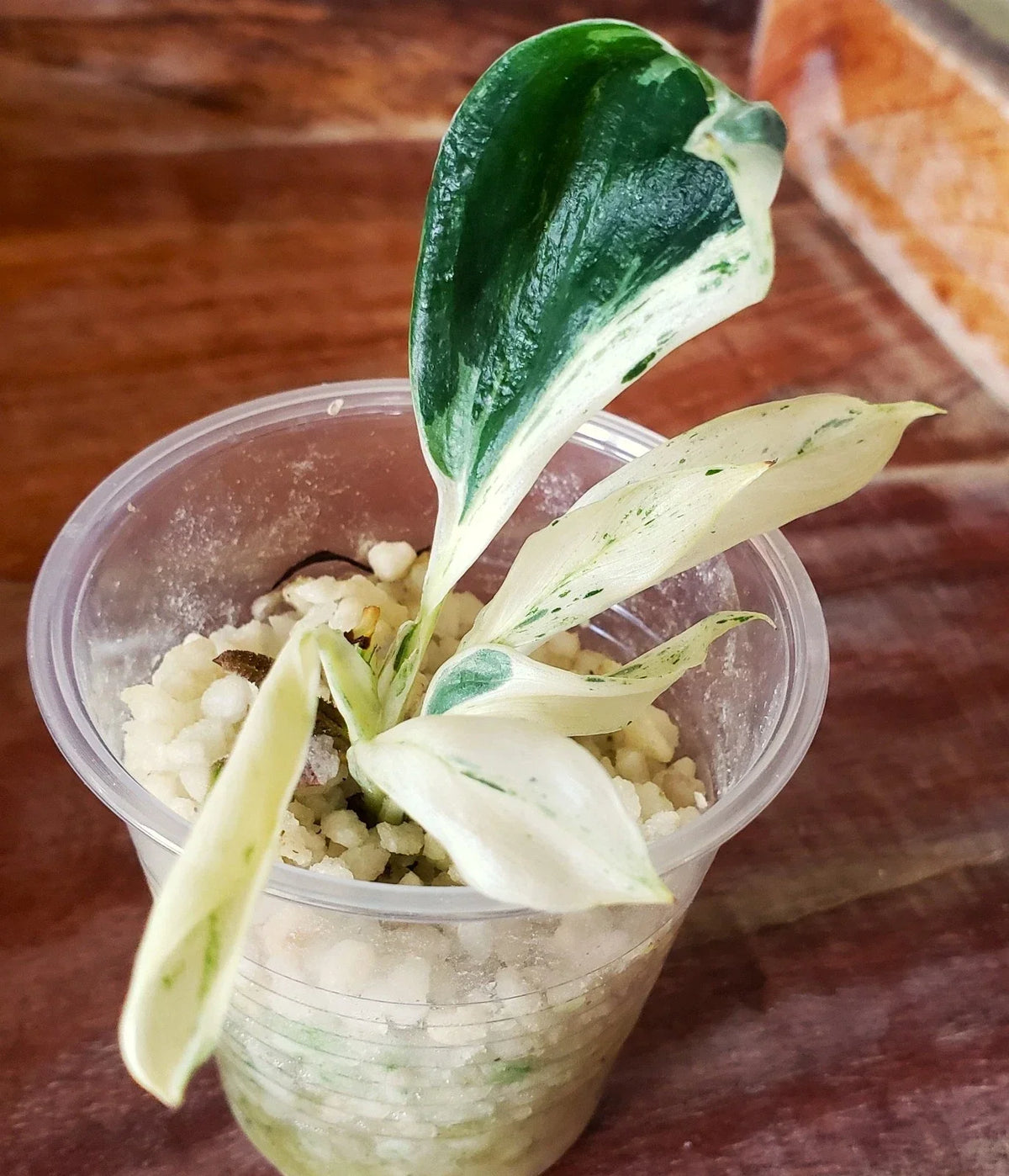 Rooted Scindapsus Treubii Superstar Variegated Top Cutting - Easy Care Rare Indoor Houseplant