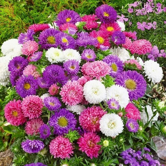 Dwarf Aster Seeds Mix - Color Carpet, Low-Grow, Double Compact, Non-GMO, Aster spp. - 200 Seeds