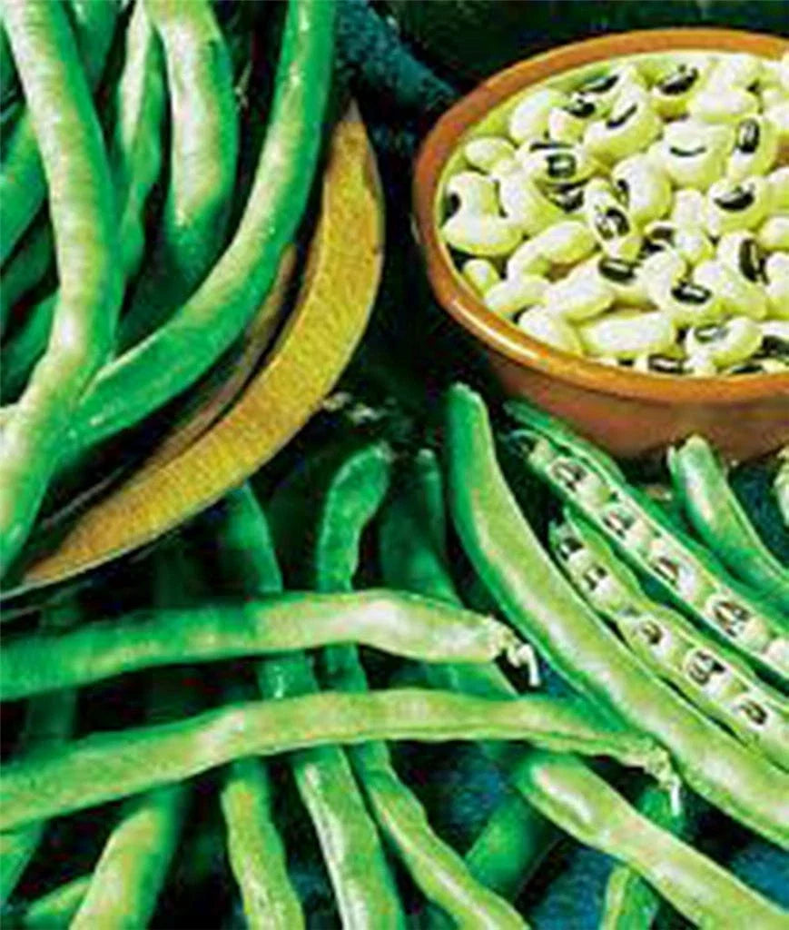 California Black Eye Pea Seeds – Heirloom Non-GMO Vigna unguiculata, 100 Pack, Edible Legume for Garden, Bush Type