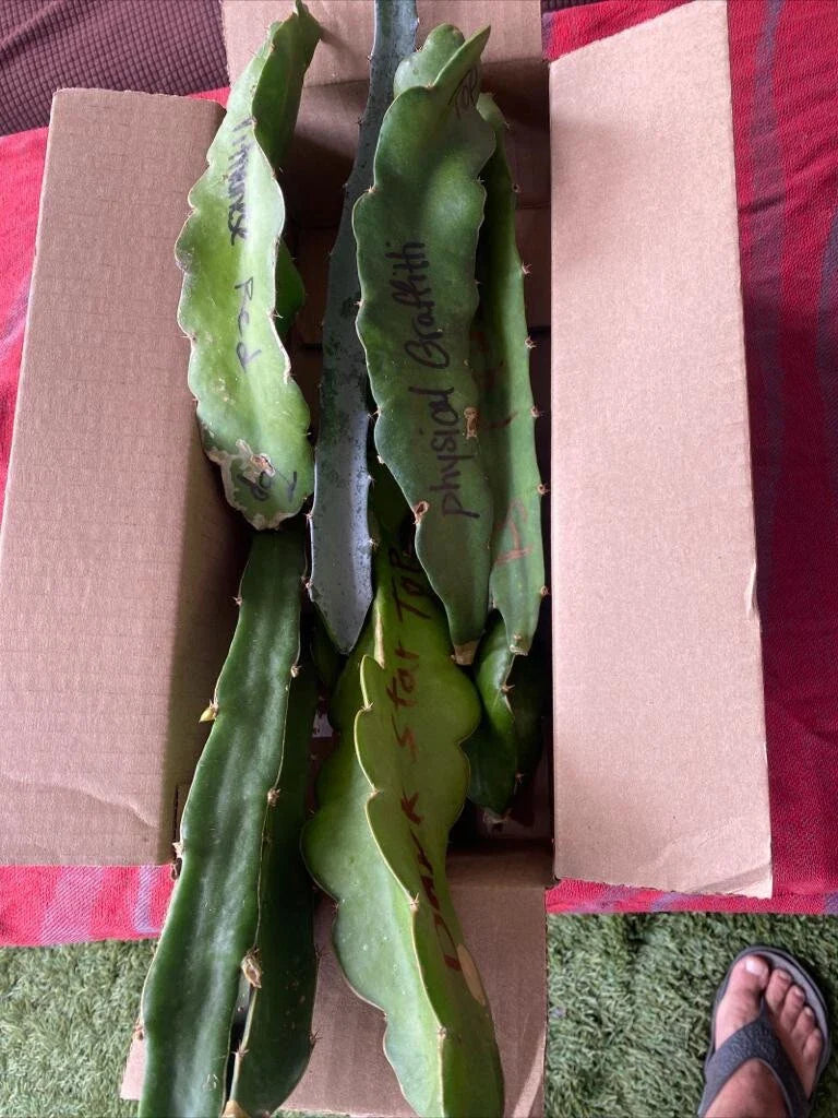 Dragon Fruit Cuttings 8-12 Inches Hylocereus undatus for Home Garden & Indoor Growing, Exotic Tropical Plant