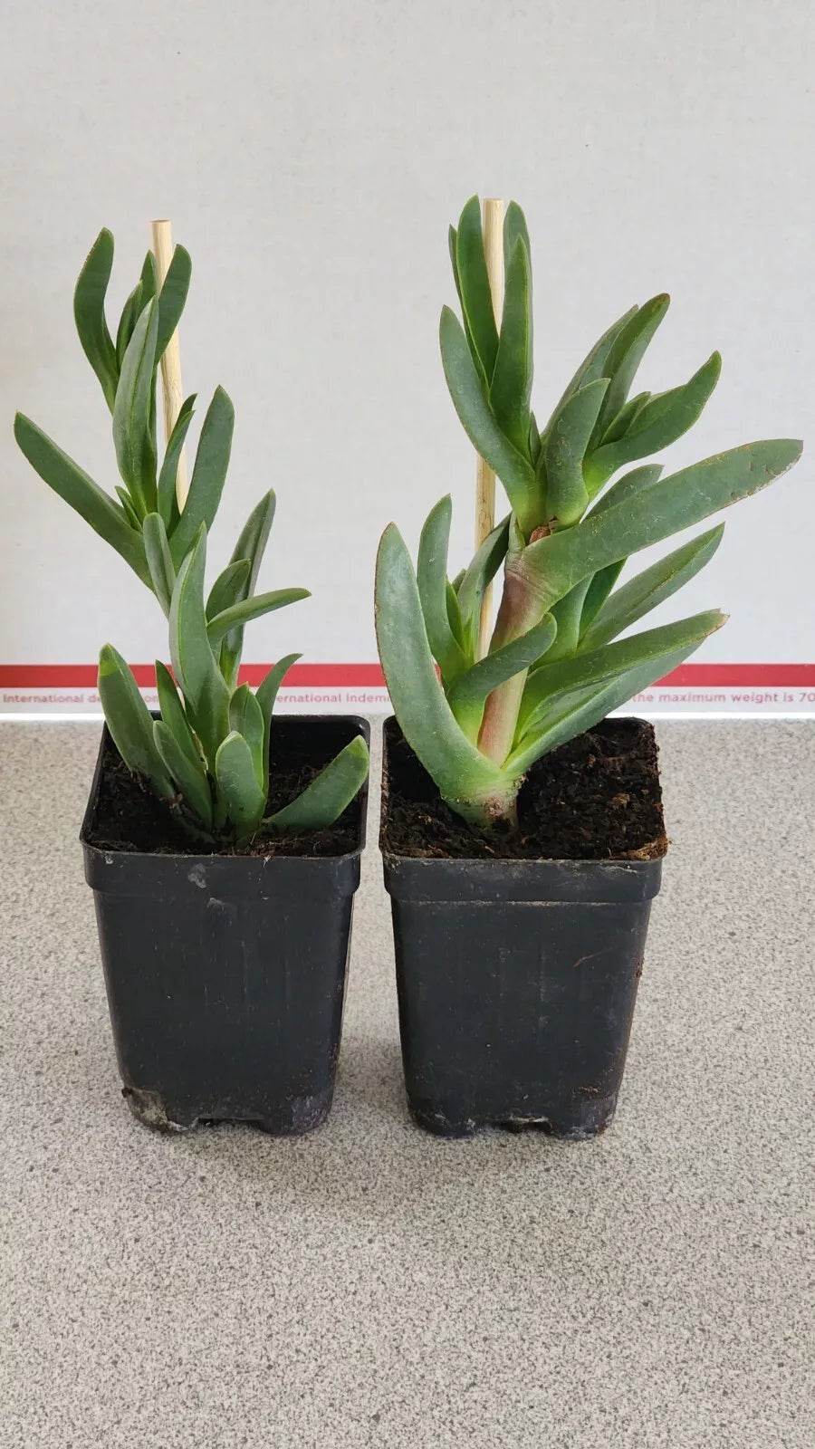 Ice Plants Succulents 2 Live Rooted Plants Delosperma Coastal Pig Face
