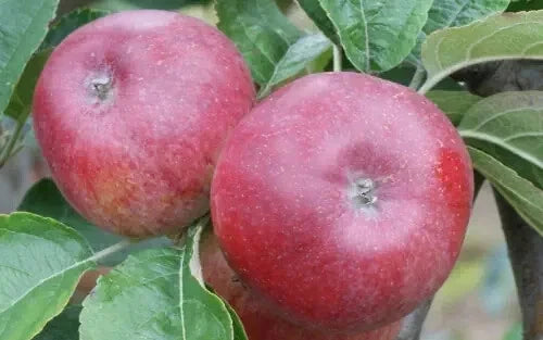 Kingston Black Apple Seeds - Heirloom Malus domestica for Planting, Fruit Garden, Non-GMO, USA Free Shipping