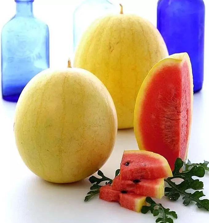 Golden Midget Watermelon Seeds - 12 Heirloom Non-GMO Organic Citrullus lanatus