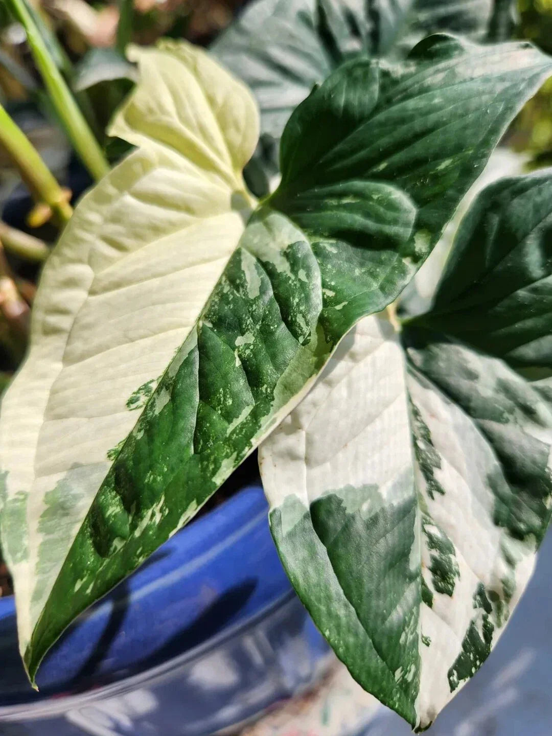 Syngonium Podophyllum Albo-Variegatum 'White Knight' Marble Variegated Indoor Houseplant