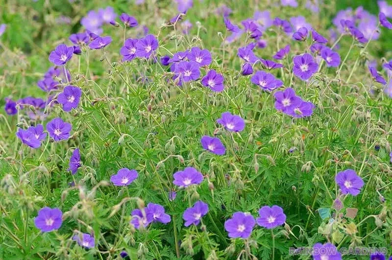 Brookside Geranium Seeds - 25+ Pelargonium x hortorum for Garden Planting, Annual, Vibrant Blooms, Easy to Grow, USA Grown