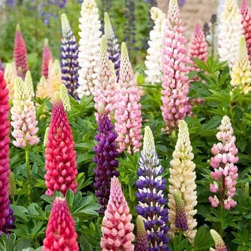 Russell Lupine Seeds - Non-GMO, Colorful Perennial Flower, Lupinus polyphyllus, Garden Seed Packet