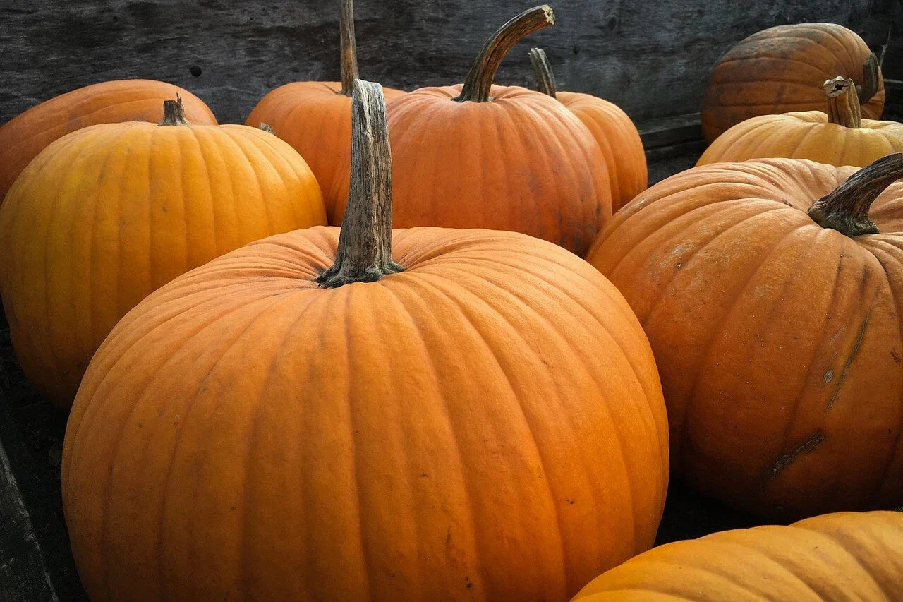 Big Max Pumpkin Seeds - Non-GMO Giant Pumpkins for Pie & Display