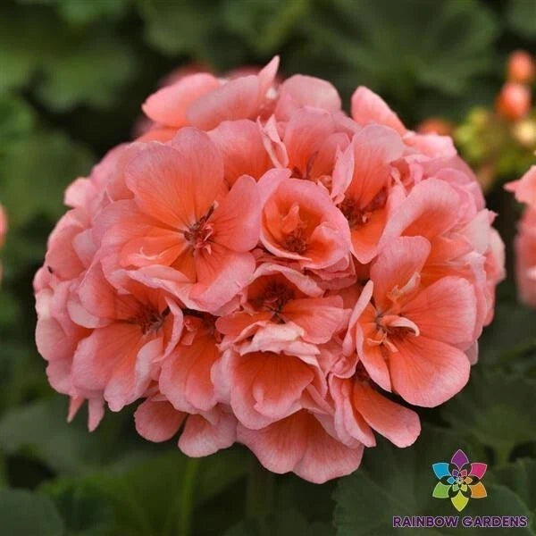 Presto Light Salmon Geranium Seeds - Pelargonium x hortorum - 25+ Seeds for Garden, Containers, Hanging Baskets