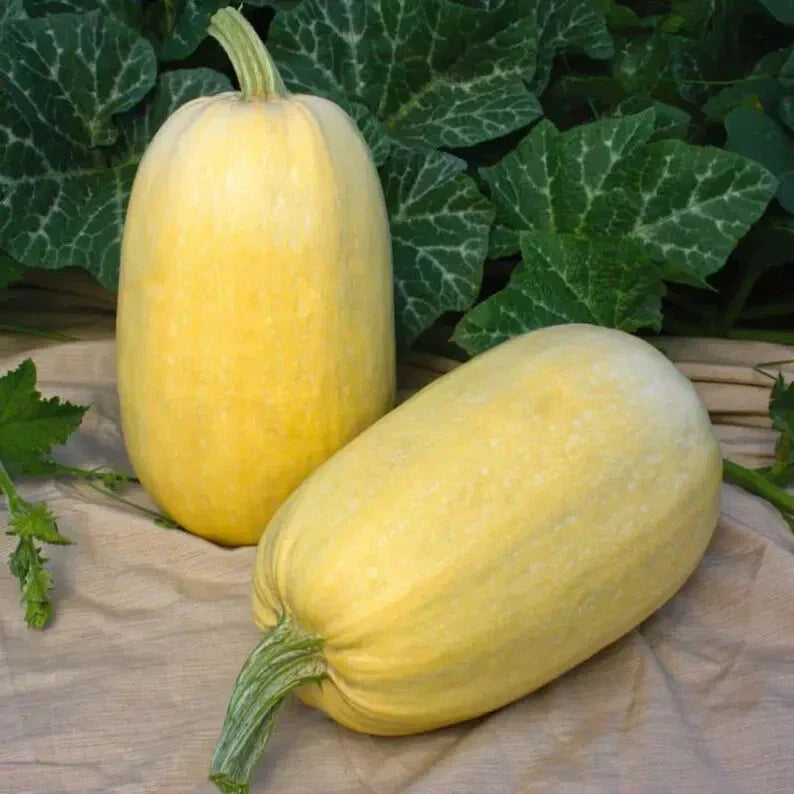 Organic Spaghetti Winter Squash Seeds - 10 Pack - Cucurbita pepo - USA Grown