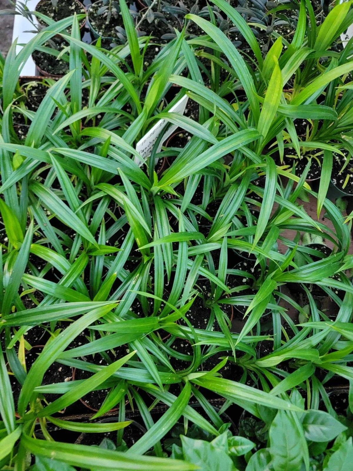 Live Pandanus amaryllifolius Plant in 4-Inch Pot, Pandan Leaf, Aromatic Culinary Herb, Indoor or Outdoor Gardening
