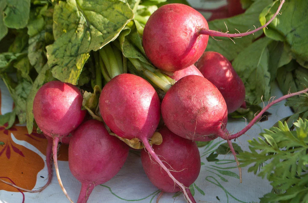 Radish Seeds - 360 Count Comet Red with White Inside - Raphanus sativus - GroCo USA