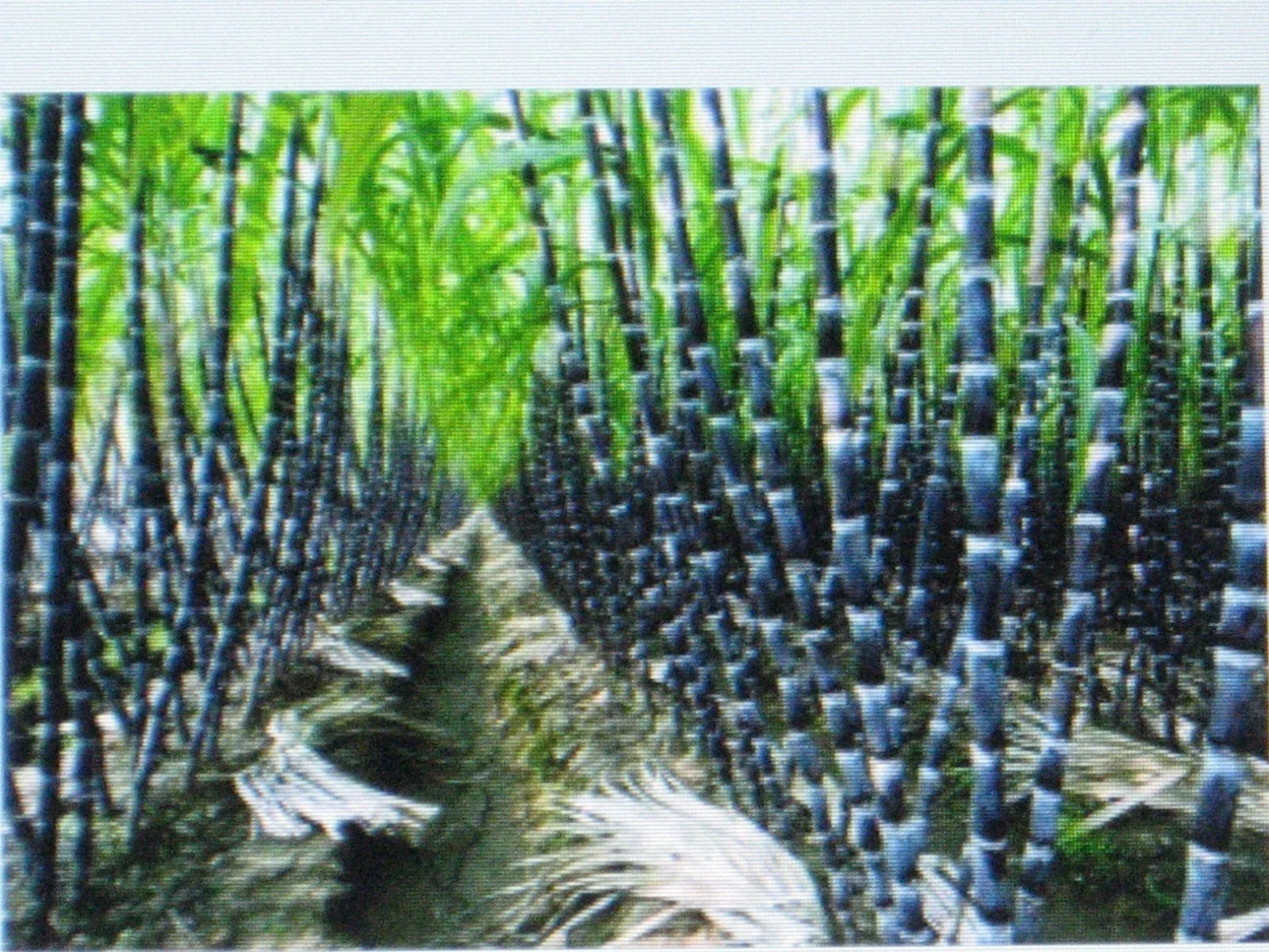 Sugar Cane Seeds Bulk 1000 Saccharum officinarum for Syrup, Rum, Rock Candy Planting