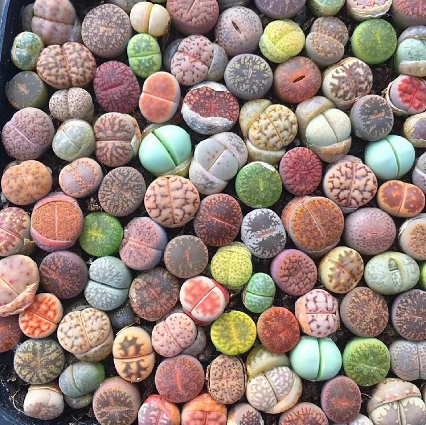 Mixed Succulent Plant Seeds 100pcs Lithops Living Stones Drought-Tolerant Varieties for Gardens & Containers
