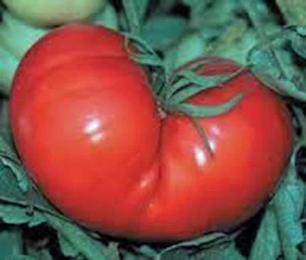 Tomato Seeds 100 Count Red Ponderosa Heirloom Non-GMO Large Solanum lycopersicum