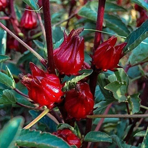 Thai Roselle Seeds - 25 Pack Heirloom Non-GMO Hibiscus sabdariffa Vegetable Fruit Seeds