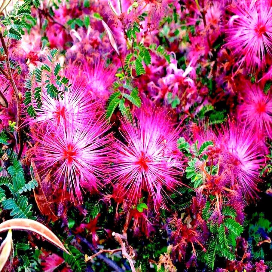Pink Fairy Duster Tree Seeds - Mesquitella eriophylla - Drought-Tolerant Flowering Mimosa