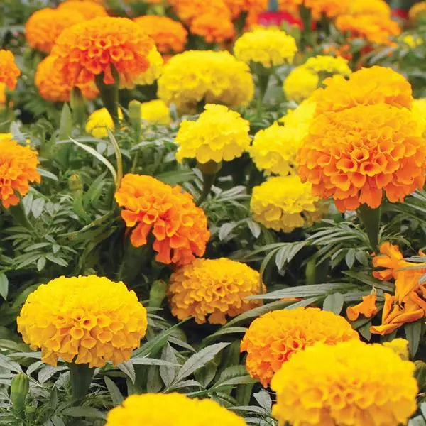 Marigold Seeds 150+ African Cracker Jack Mix - Tagetes erecta - USA Seller, Free Shipping